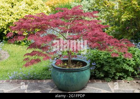 Acer palmatum dissectum Garnet, acero giapponese, in una pentola verde su un patio giardino, viola foglie di Borgogna, primavera, maggio, Regno Unito Foto Stock