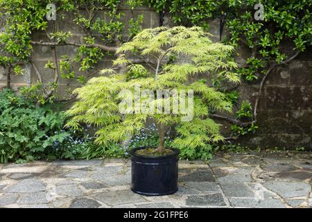 Acer palmatum dissectum viridis acero giapponese, acero giapponese dissectum viride, in una pentola blu su un patio, maggio, Regno Unito Foto Stock