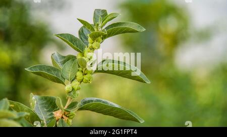 L'impianto di rinforzo di immunità, Withania somnifera, conosciuto comunemente come ashwagandha le sue radici e frutta arancio-rossa sono stati usati per centinaia di anni per medi Foto Stock