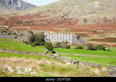 La cava si erica vicino a Torver Beck sotto l'Old Man of Coniston, il Lake District Cumbria Inghilterra Foto Stock