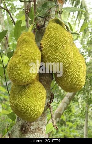 Jackfruits su albero, pianta di jackfruit, frutta tropicale Foto Stock