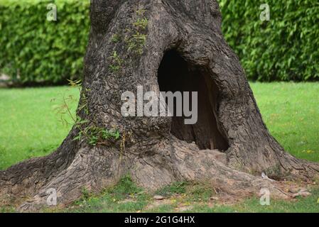 Primo piano di un albero cavo in un giardino a Qutub Minar a Delhi Foto Stock