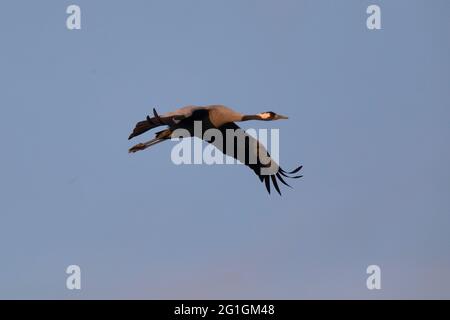Comune europeo Crane Grus grus overwintering a Camargue, Francia Foto Stock