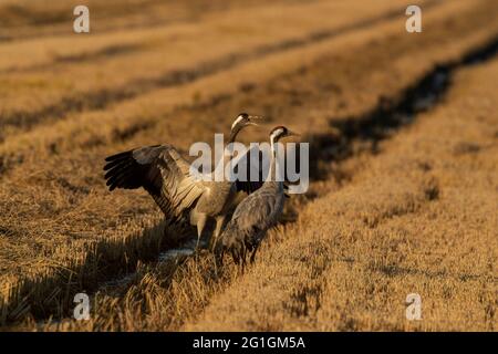 Comune europeo Crane Grus grus overwintering a Camargue, Francia Foto Stock