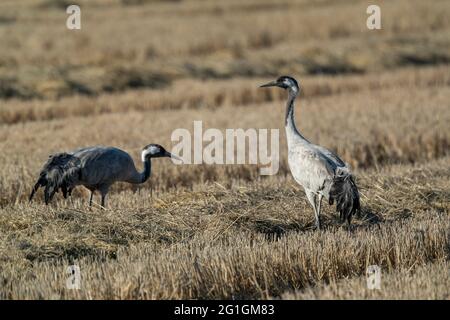 Comune europeo Crane Grus grus overwintering a Camargue, Francia Foto Stock