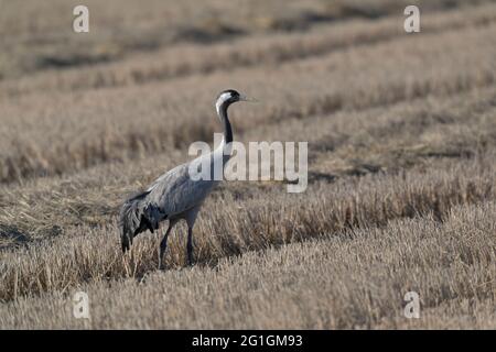 Comune europeo Crane Grus grus overwintering a Camargue, Francia Foto Stock