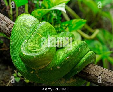 Vista ravvicinata di un albero verde python (Morelia viridis) Foto Stock