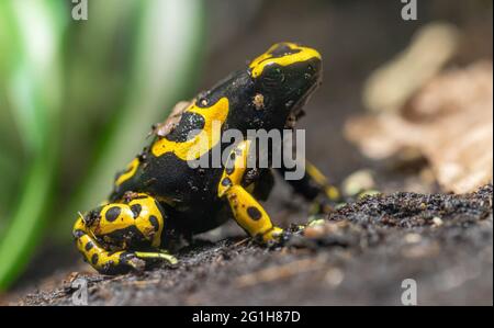 Vista ravvicinata di una frana velena con bande gialle (Dendrobates leucomelas) Foto Stock