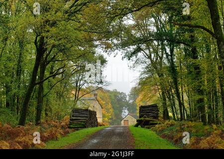 Foresta di Rennes (Bretagna, Francia nord-occidentale) Foto Stock