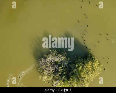 L'albero dell'acqua su un lago a Larnaca in Cipro Foto Stock