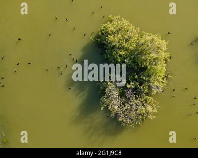 L'albero dell'acqua su un lago a Larnaca in Cipro Foto Stock