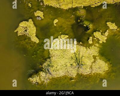 L'albero dell'acqua su un lago a Larnaca in Cipro Foto Stock