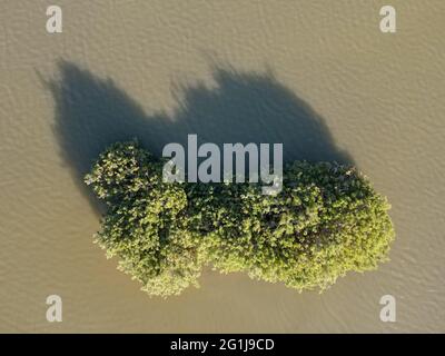 L'albero dell'acqua su un lago a Larnaca in Cipro Foto Stock