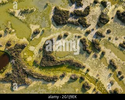 L'albero dell'acqua su un lago a Larnaca in Cipro Foto Stock