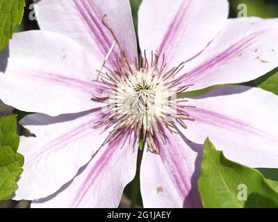 Macro di luce Viola Clematis Flower sopra la vista Foto Stock