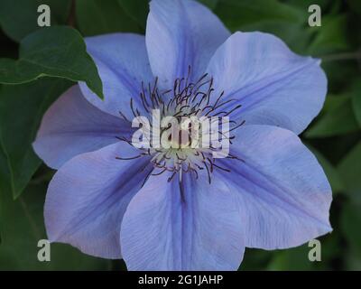 Macro di luce Viola Clematis Flower sopra la vista Foto Stock