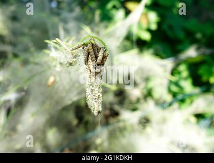Rete comunale di larval, falene erminate Foto Stock