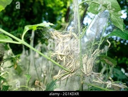 Rete comunale di larval, falene erminate Foto Stock