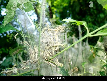 Rete comunale di larval, falene erminate Foto Stock
