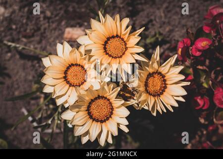 composizione con quattro fiori di gazania, margherita africano Foto Stock