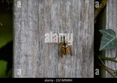 Una vespa che mangia, gnawing su un palo di recinto di legno in un giorno d'estate inglese Foto Stock