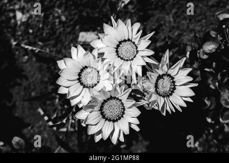 quattro fiori di gazania o daisy africano in monocromia Foto Stock