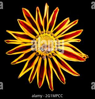 Hoverfly seduto su Gazania o africano Daisy fiore su sfondo nero Foto Stock