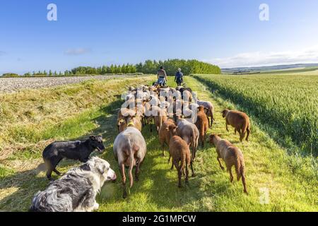 Francia, Indre et Loire, Braslou, transumanza delle pecore dei Pastori di Veude in Chaveignes, verso le colline calcaree di Rilly-sur-Vienne, i prati appartenenti al Consiglio dipartimentale sono classificati ZNIEFF (aree naturali di interesse ecologico in faunistico e floristico) Foto Stock