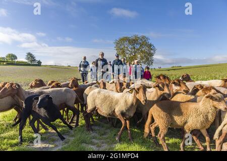 Francia, Indre et Loire, Braslou, transumanza delle pecore dei Pastori di Veude in Chaveignes, verso le colline calcaree di Rilly-sur-Vienne, i prati appartenenti al Consiglio dipartimentale sono classificati ZNIEFF (aree naturali di interesse ecologico in faunistico e floristico) Foto Stock