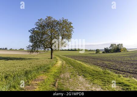 Francia, Indre et Loire, Braslou, transumanza delle pecore dei Pastori di Veude in Chaveignes, verso le colline calcaree di Rilly-sur-Vienne, i prati appartenenti al Consiglio dipartimentale sono classificati ZNIEFF (aree naturali di interesse ecologico in faunistico e floristico) Foto Stock