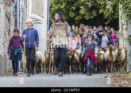 Francia, Indre et Loire, Rilly-sur-Vienne, transumanza delle pecore dei Pastori di Veude in Chaveignes, verso le colline calcaree di Rilly-sur-Vienne, i prati appartenenti al Consiglio dipartimentale sono classificati ZNIEFF (aree naturali di interesse ecologico in faunistico e floristico) Foto Stock