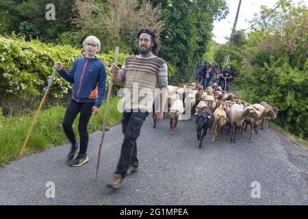 Francia, Indre et Loire, Rilly-sur-Vienne, transumanza delle pecore dei Pastori di Veude in Chaveignes, verso le colline calcaree di Rilly-sur-Vienne, i prati appartenenti al Consiglio dipartimentale sono classificati ZNIEFF (aree naturali di interesse ecologico in faunistico e floristico) Foto Stock