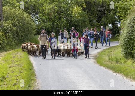 Francia, Indre et Loire, Rilly-sur-Vienne, transumanza delle pecore dei Pastori di Veude in Chaveignes, verso le colline calcaree di Rilly-sur-Vienne, i prati appartenenti al Consiglio dipartimentale sono classificati ZNIEFF (aree naturali di interesse ecologico in faunistico e floristico) Foto Stock