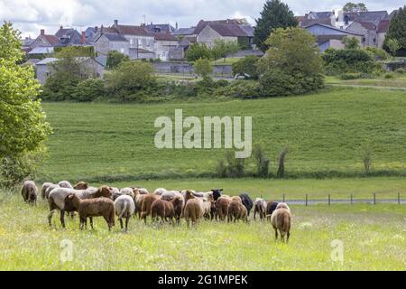 Francia, Indre et Loire, Rilly-sur-Vienne, transumanza delle pecore dei Pastori di Veude in Chaveignes, verso le colline calcaree di Rilly-sur-Vienne, i prati appartenenti al Consiglio dipartimentale sono classificati ZNIEFF (aree naturali di interesse ecologico in faunistico e floristico) Foto Stock