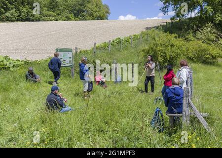 Francia, Indre et Loire, Rilly-sur-Vienne, transumanza delle pecore dei Pastori di Veude in Chaveignes, verso le colline calcaree di Rilly-sur-Vienne, i prati appartenenti al Consiglio dipartimentale sono classificati ZNIEFF (aree naturali di interesse ecologico in faunistico e floristico) Foto Stock