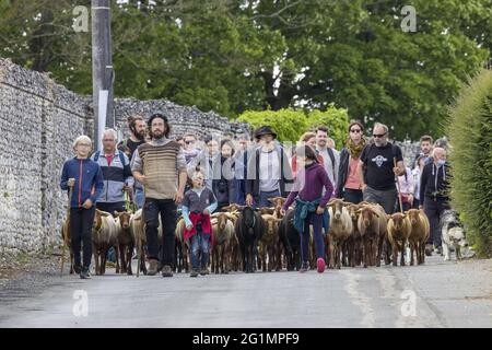 Francia, Indre et Loire, Rilly-sur-Vienne, transumanza delle pecore dei Pastori di Veude in Chaveignes, verso le colline calcaree di Rilly-sur-Vienne, i prati appartenenti al Consiglio dipartimentale sono classificati ZNIEFF (aree naturali di interesse ecologico in faunistico e floristico) Foto Stock