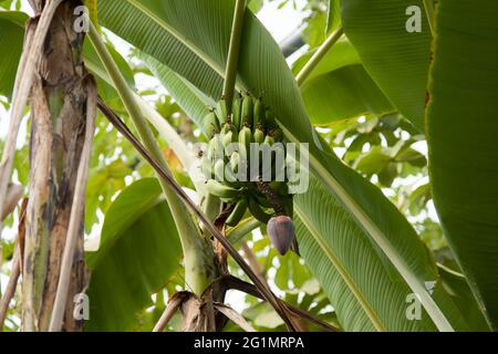 Banane che crescono all'Eden Project Rainforest Biome Cornwall UK, maggio 2021 Foto Stock