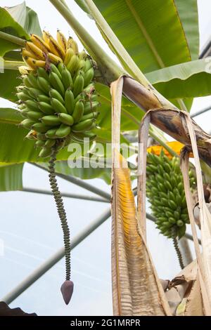 Banane che crescono all'Eden Project Rainforest Biome Cornwall UK, maggio 2021 Foto Stock