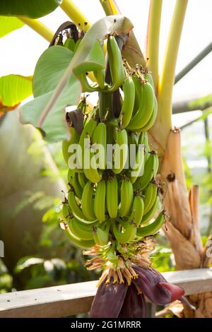 Banane che crescono all'Eden Project Rainforest Biome Cornwall UK, maggio 2021 Foto Stock