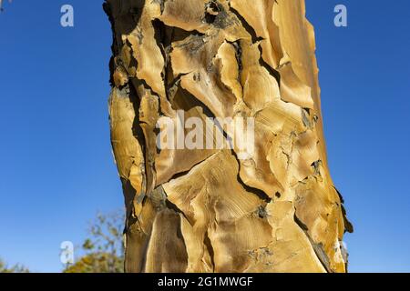 Namibia, regione Karas, Keetmanshoop, Gariganus fattoria, Quivertree foresta o quiver tree (Aloidendron dichotomum) Foto Stock