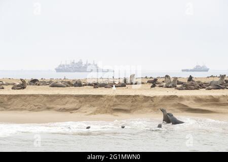 Namibia, baia di Walvis, foca di pelliccia di Capo o foca di pelliccia marrone (Pusillus di Arctocephalus), gruppo che riposa su un banco di sabbia Foto Stock