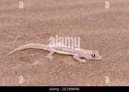 Namibia, Swakopmund, Parco Nazionale Dorob, Gecko a piedi web Namib (Palmatogecko rangei) Foto Stock