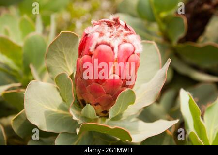 Red Sugarbush 'Protea Grandiceps' presso l'Eden Project Mediterranean Biome, Cornovaglia, Regno Unito, maggio 2021 Foto Stock