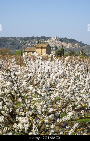 Francia, Vaucluse, Parco Naturale Regionale del Luberon, Bonnieux, frutteto di ciliegie in fiore e Lacoste sullo sfondo Foto Stock