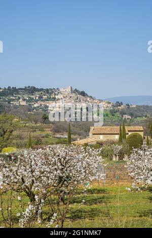 Francia, Vaucluse, Parco Naturale Regionale del Luberon, Bonnieux, frutteto di ciliegie in fiore e Lacoste sullo sfondo Foto Stock
