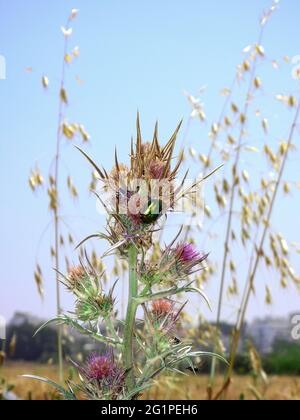 Vista closeup del coleottero di rose seduto sul fiore di thistle Foto Stock