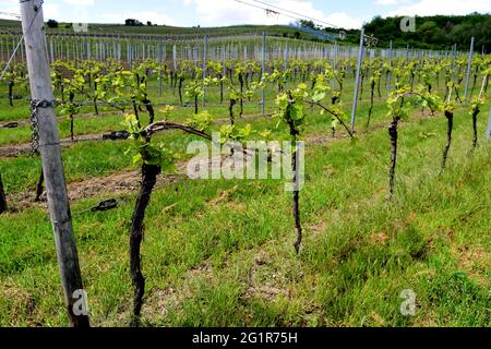 Le viti dell'uva Riesling che crescono nei pressi del villaggio di Saulheim, nella regione viticola della Renania Palatinato, Germania. Foto Stock