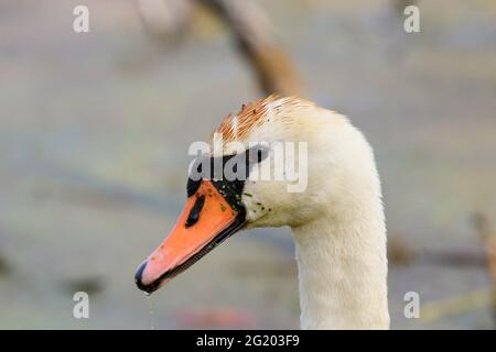 Male Mute Swan (Cygnus olor) nuoto e foraggio per il cibo vicino a una banca righello Foto Stock