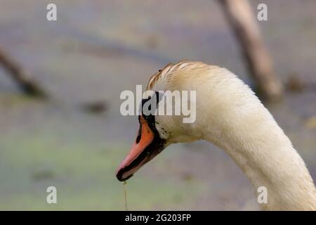 Male Mute Swan (Cygnus olor) nuoto e foraggio per il cibo vicino a una banca righello Foto Stock