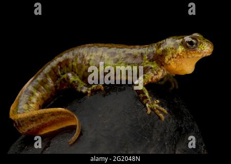 In marmo pigmeo newt (Triturus pygmaeus) Foto Stock